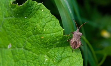Yazın yeşil yapraklı kahverengi böcek