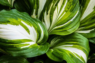 Bahçedeki bitkilerin yeşil yaprakları. doku