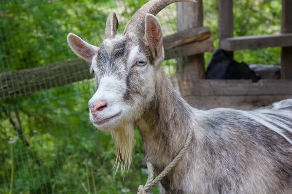 Chèvre Dans Une Cour Rurale Jour Été Fermer — Photo