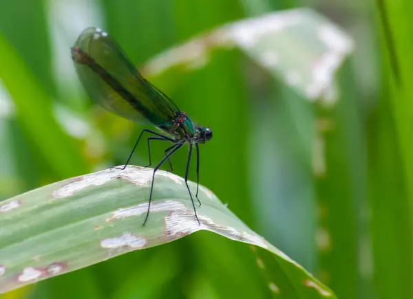 Libelle Een Groen Blad Zomer Bij Rivier — Stockfoto