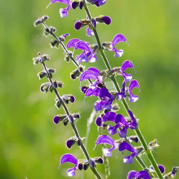 Purpurowe Dzikie Kwiaty Polu Łące Letni Słoneczny Dzień — Zdjęcie stockowe