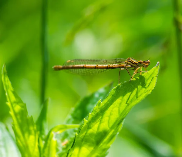 Libélula Sobre Una Hoja Verde Verano Cerca Del Río — Foto de Stock