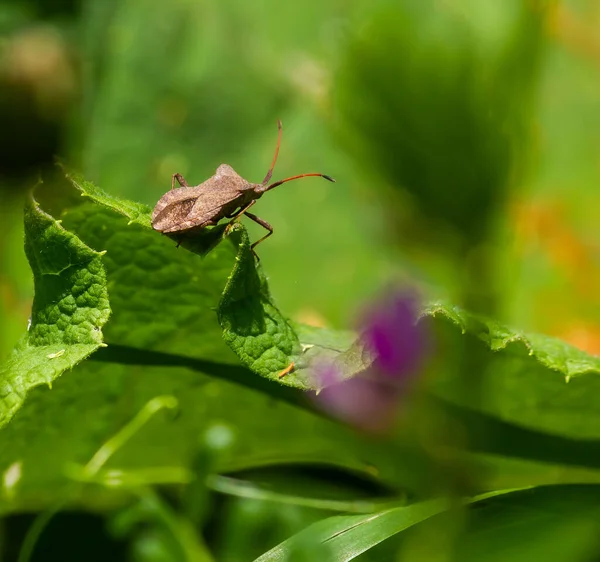 Brauner Käfer Auf Grünem Blatt Sommer — Stockfoto
