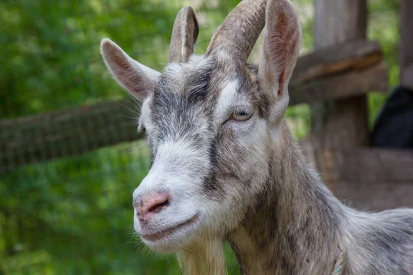 Chèvre Dans Une Cour Rurale Jour Été Fermer — Photo