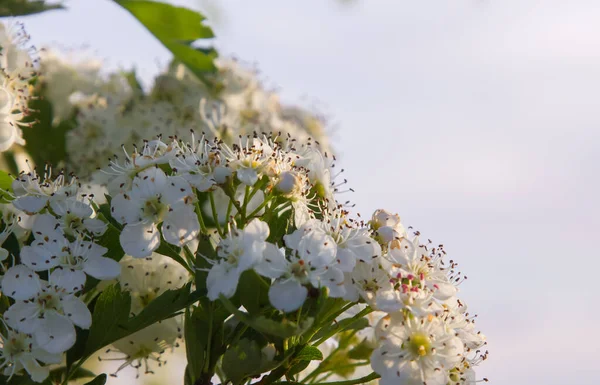 Fleurs Aubépine Blanche Ferment Dans Herbe Journée Ensoleillée — Photo