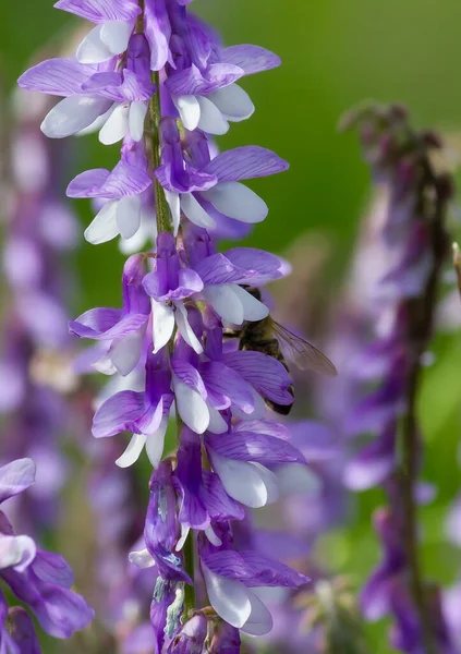 Пчелы Фиолетовых Полевых Полевых Цветах Летний Солнечный День — стоковое фото