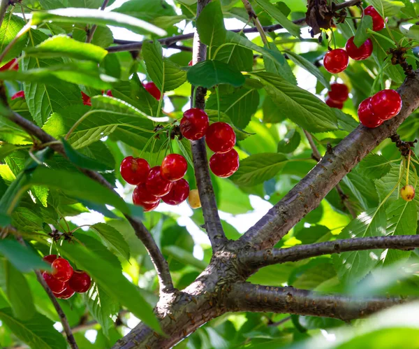 Red Ripe Cherries Hanging Tree Branches Summer Sunny Day — Stock Photo, Image