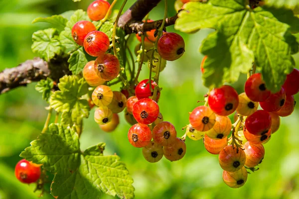 Groseilles Rouges Suspendues Sur Les Branches Des Buissons Par Une — Photo