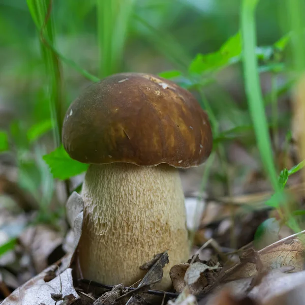 Champignon Dans Environnement Naturel Forêt — Photo