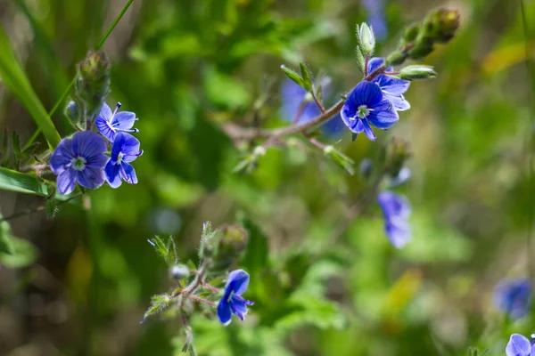 Blå Vildblommor Nära Håll Gräset Solig Dag — Stockfoto