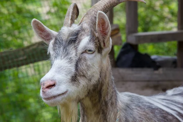 Chèvre Dans Une Cour Rurale Jour Été Fermer — Photo