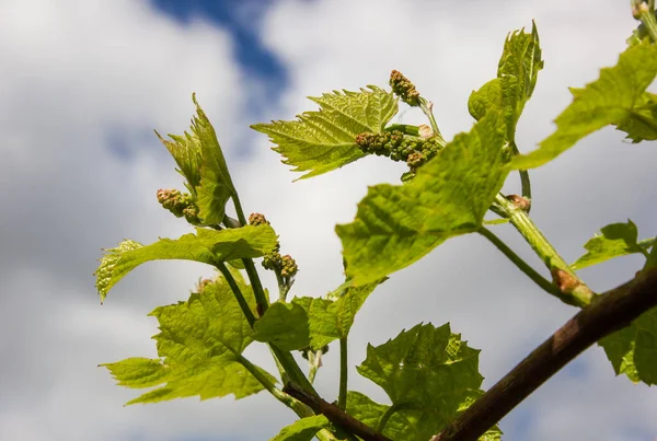 Winorośl Zielonymi Liśćmi Tle Nieba Słoneczną Pogodę — Zdjęcie stockowe