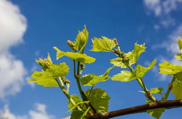 Viiniköynnöksen Vihreät Lehdet Taustalla Taivaan Aurinkoisella Säällä — kuvapankkivalokuva