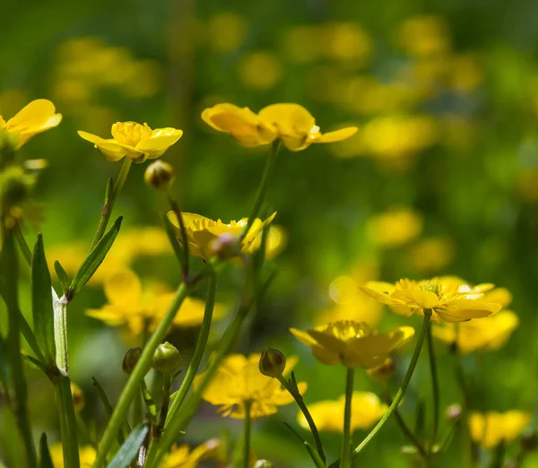 Flores Amarelas Selvagens Fechar Grama Dia Ensolarado — Fotografia de Stock