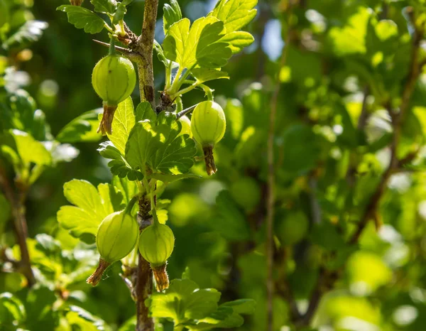 Kruisbessen Tuin Een Zonnige Dag — Stockfoto