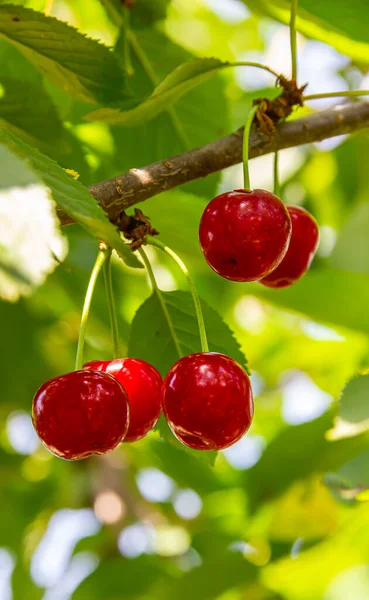 Red Ripe Cherries Hanging Tree Branches Summer Sunny Day — Stock Photo, Image