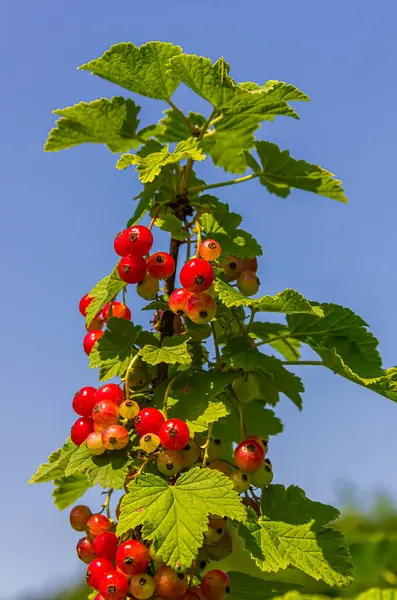 Groseilles Rouges Suspendues Sur Les Branches Des Buissons Par Une — Photo