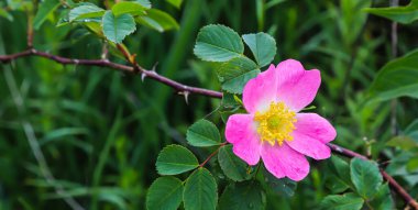 Doğal ortamda gül kalçası çiçeği. Yaklaş.