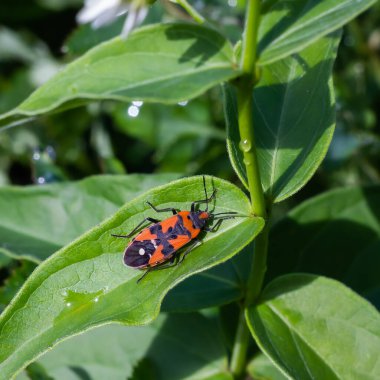 Yeşil çimenlikteki böcek. Vahşi doğa. Böcekler
