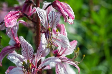 dictamnus. Pembe-mor çiçekler güneş ışığı altında çiy damlalarında açar vahşi doğada