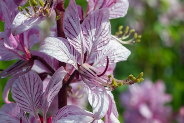 dictamnus. Pembe-mor çiçekler güneş ışığı altında çiy damlalarında açar vahşi doğada