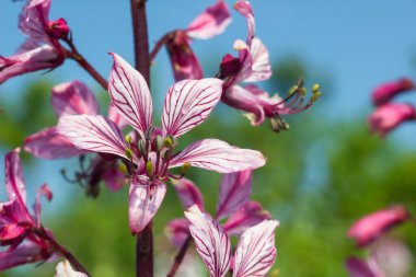 dictamnus. Pembe-mor çiçekler güneş ışığı altında çiy damlalarında açar vahşi doğada