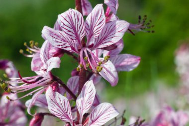 dictamnus. Pembe-mor çiçekler güneş ışığı altında çiy damlalarında açar vahşi doğada