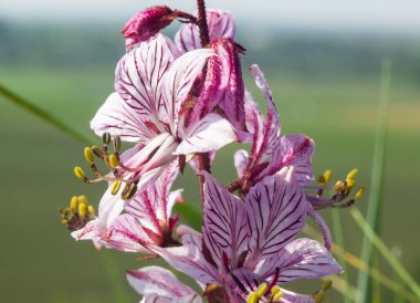dictamnus. Pembe-mor çiçekler güneş ışığı altında çiy damlalarında açar vahşi doğada