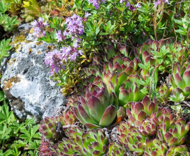 Kekik taşların yanında çiçek açar. Yaz günü, güneşli rüzgar