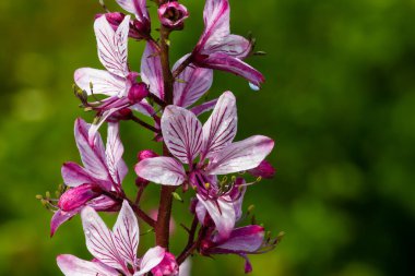 dictamnus. Pembe-mor çiçekler güneş ışığı altında çiy damlalarında açar vahşi doğada