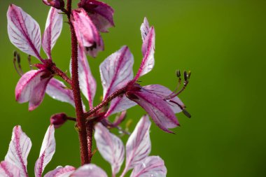 dictamnus. Pembe-mor çiçekler güneş ışığı altında çiy damlalarında açar vahşi doğada