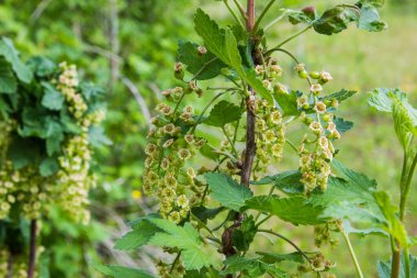 Olgunlaşmamış kırmızı üzümler, güneşli bir yaz gününde çalıların dallarında sallanıyor.