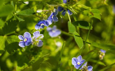 Mavi kır çiçekleri çimlerin üzerine kapanır. güneşli bir gün