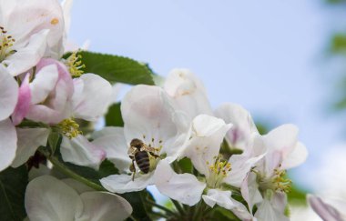 Bahçede elma ağacı çiçek açar. arılar nektar ve polen toplar