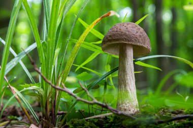 Ormandaki doğal ortamda mantar