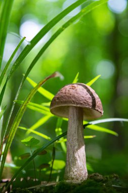Ormandaki doğal ortamda mantar