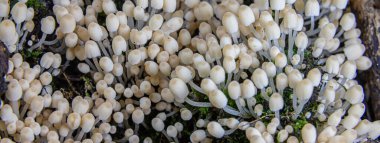 Ormandaki doğal ortamda mantar