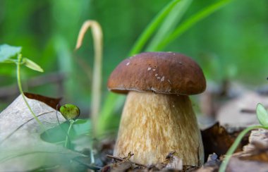 Ormandaki doğal ortamda mantar