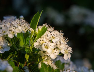 Beyaz dikenli çiçekler çimlerin üzerine kapanır. güneşli bir gün
