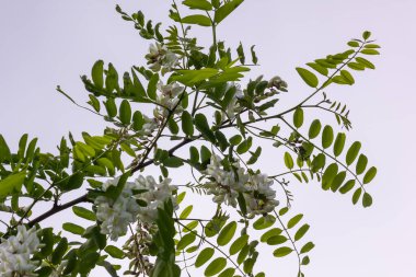 Güneşli bir günde beyaz akasya çiçekleri. Kapat. Yaz.