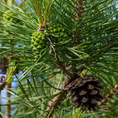 Genç çam kozalakları yeşil arka planda kapanıyor. Yaz