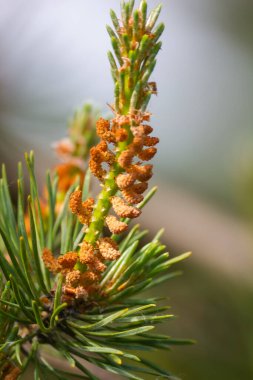 Genç çam kozalakları yeşil arka planda kapanıyor. Yaz