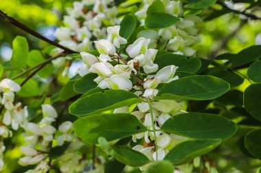 Güneşli bir günde beyaz akasya çiçekleri. Kapat. Yaz.