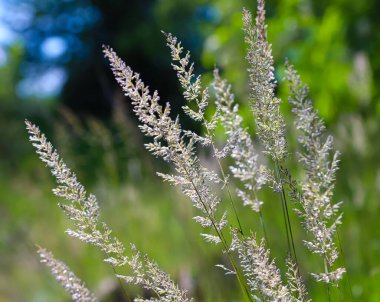 Yabani tahıl çimleri yeşil arka planda kapanıyor. Yaz.