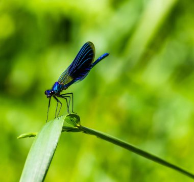 Yazın nehir kenarında yeşil bir yaprağın üzerinde yusufçuk.