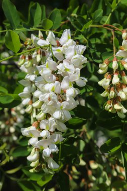 Güneşli bir günde beyaz akasya çiçekleri. Kapat. Yaz.