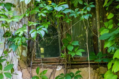Terk edilmiş bir evin penceresi kırılmış bir bitki örtüsü.