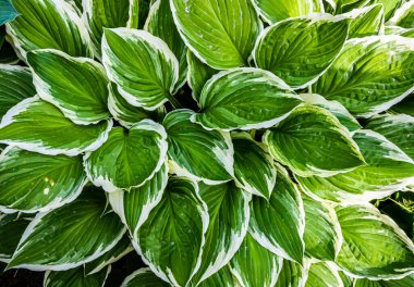 Bahçedeki bitkilerin yeşil yaprakları. doku