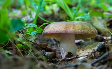 Ormandaki doğal ortamda mantar