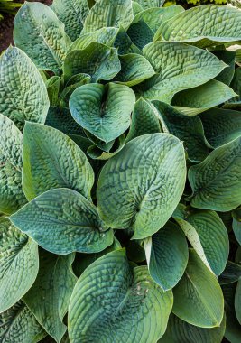 Bahçedeki bitkilerin yeşil yaprakları. doku